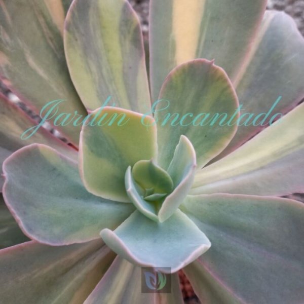 PAUL BUNYAN VARIEGADA - Image 3