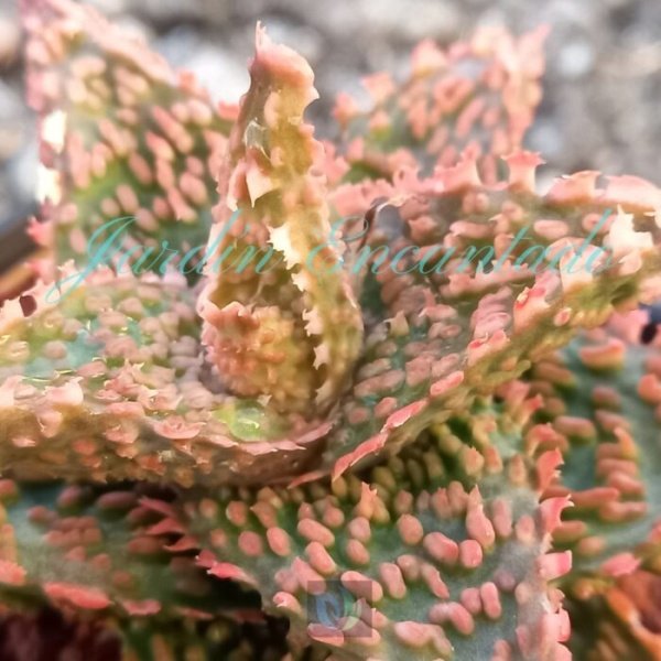 ALOE - 27 - - Image 3