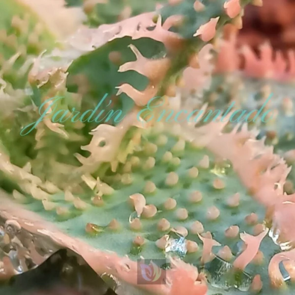 ALOE - 41 - - Image 3