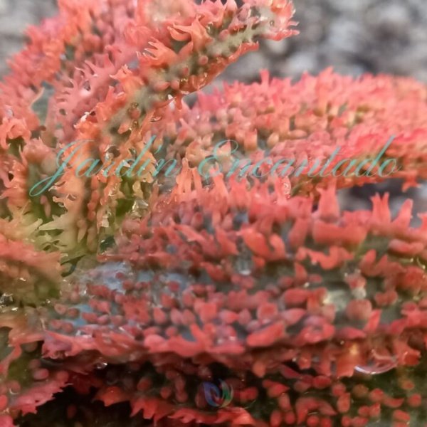 ALOE -44- - Image 3