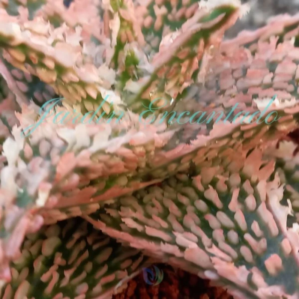 ALOE - 176 - - Image 3