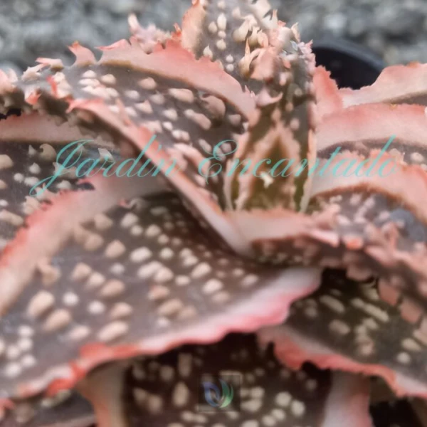 ALOE - 119 - - Image 3