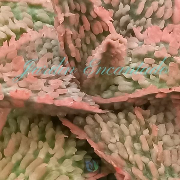 ALOE - 178 - - Image 3