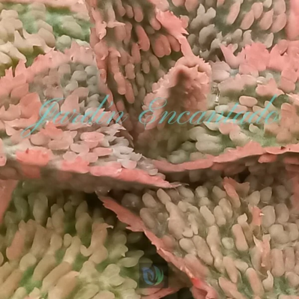ALOE - 178 - - Image 3