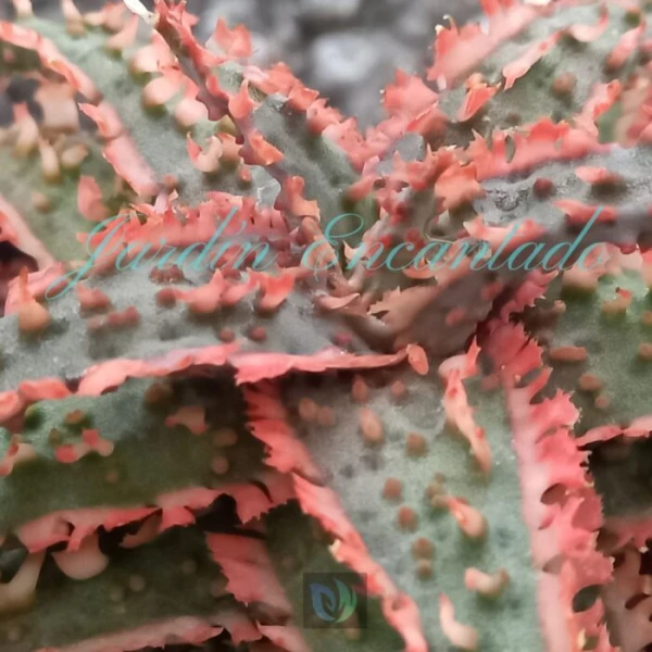 ALOE -134 - - Image 3