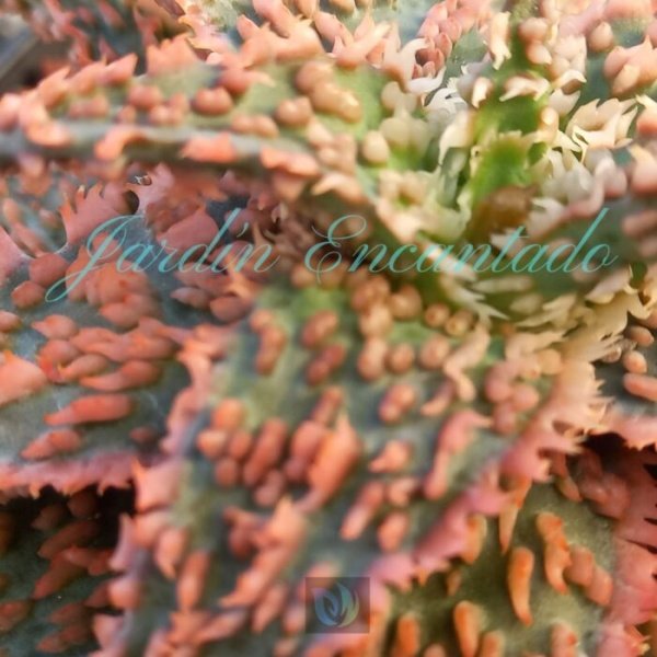 ALOE - 116 - - Image 3