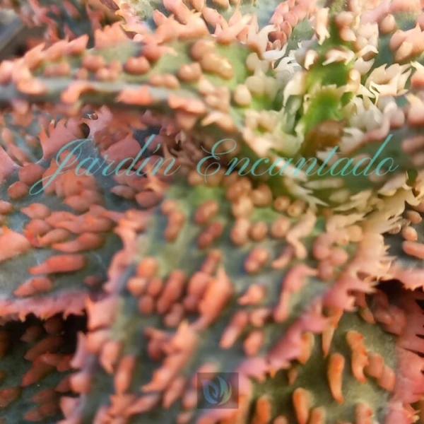 ALOE - 116 - - Image 3