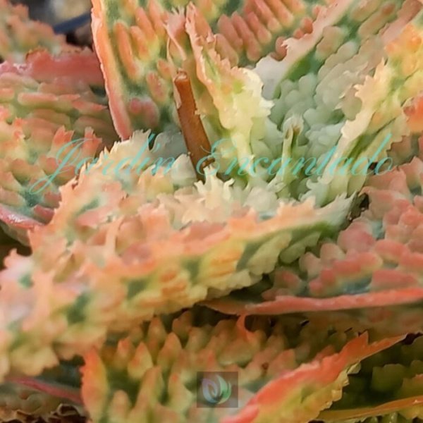 ALOE -190 - - Image 3