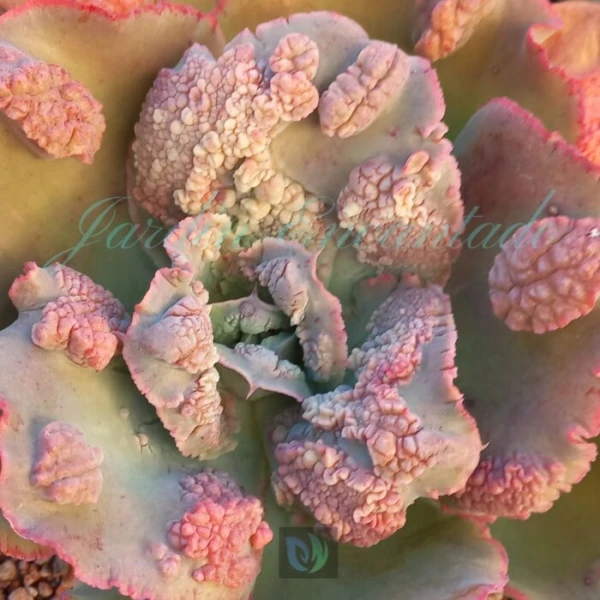 DEVIL ROSE - Image 3