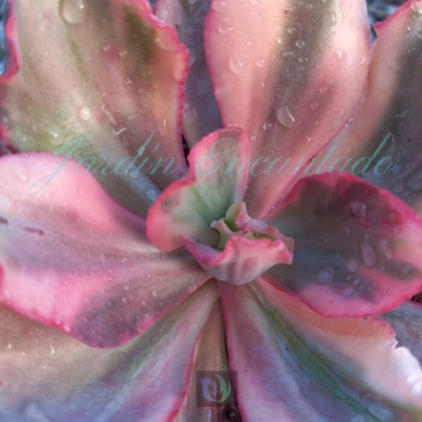 FLAMINGO VARIEGADA - Image 3