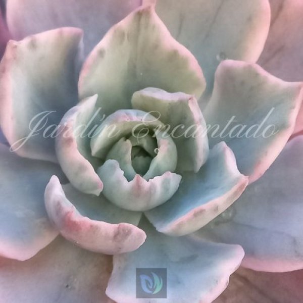 HERA VARIEGADA - Image 3