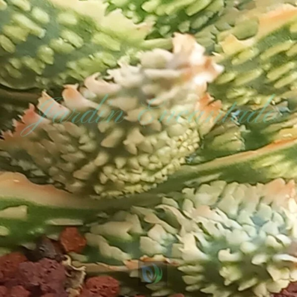 ALOE -185 - - Image 4