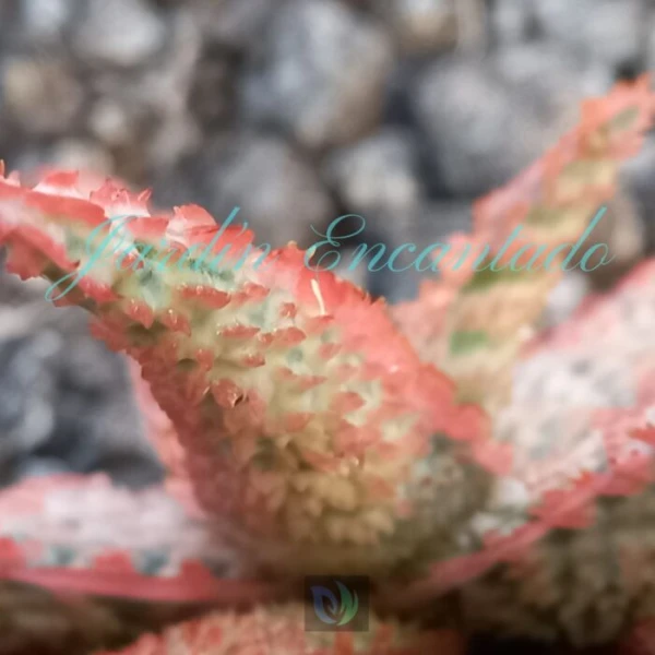 ALOE - 47 - - Image 4