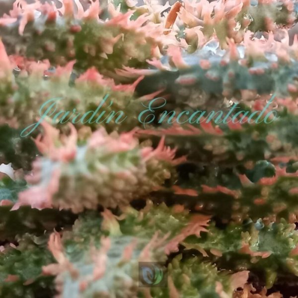 ALOE - 75 - - Image 4