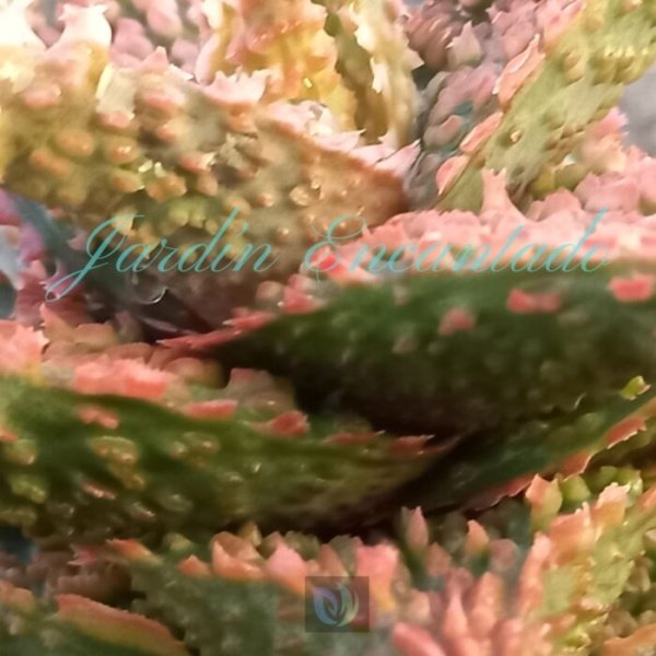 ALOE - 27 - - Image 4