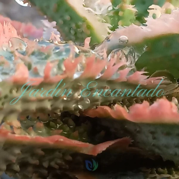 ALOE - 41 - - Image 4