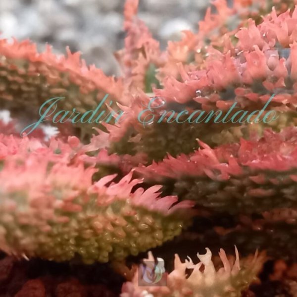 ALOE -44- - Image 4