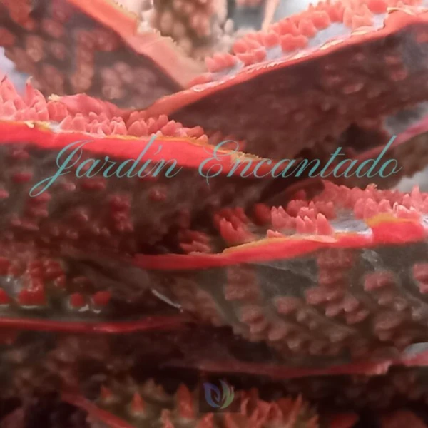 ALOE - 56 - - Image 4