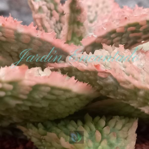 ALOE - 178 - - Image 4