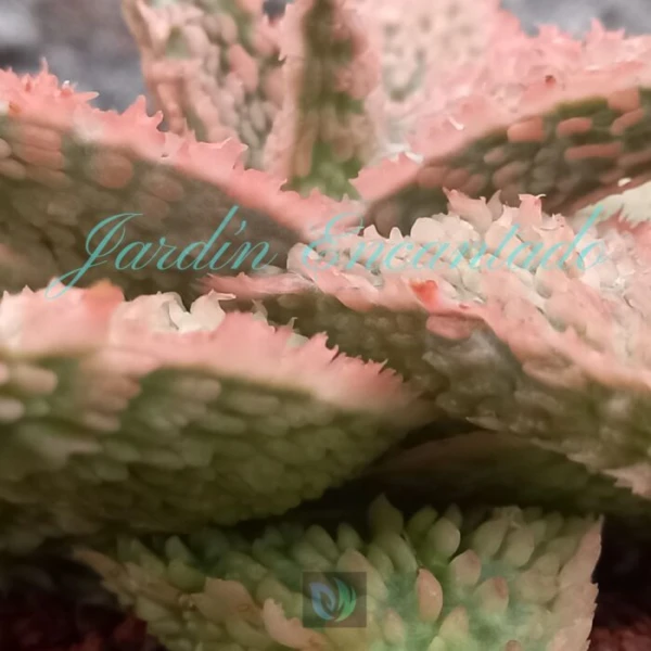 ALOE - 178 - - Image 4