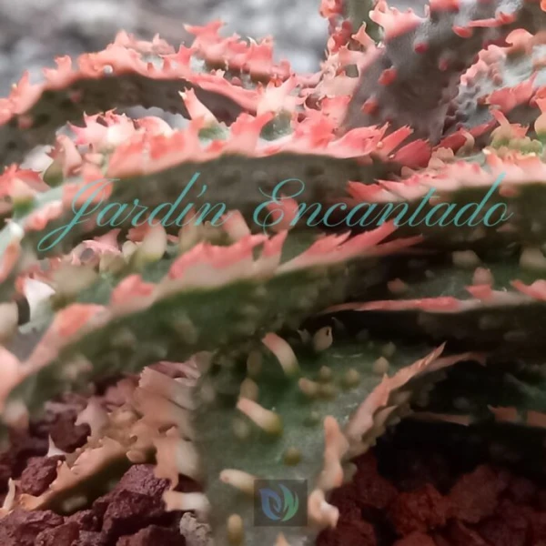 ALOE -134 - - Image 4