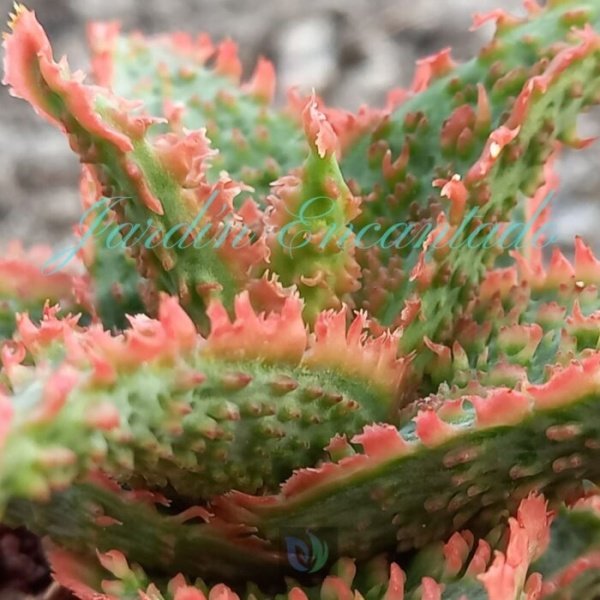 ALOE - 148 - - Image 4