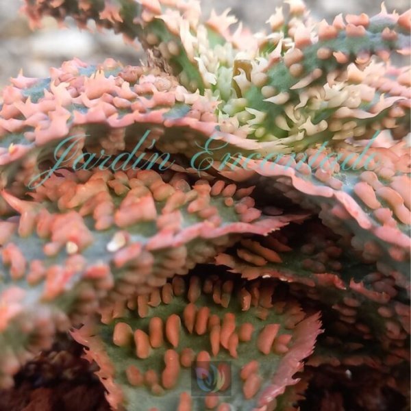 ALOE - 116 - - Image 4