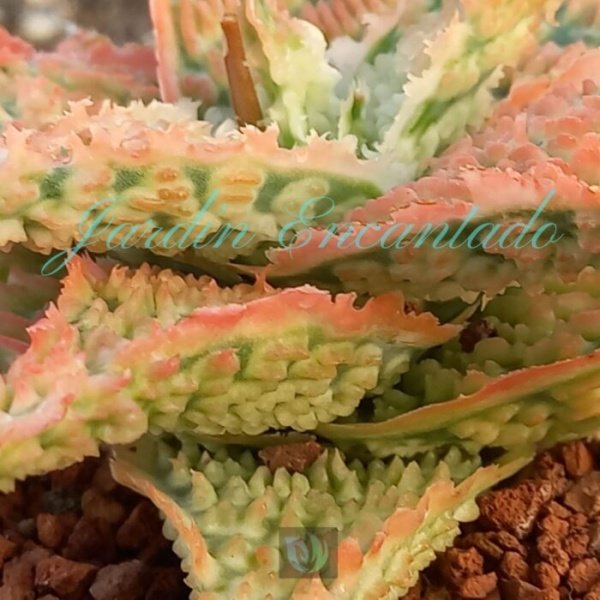 ALOE -190 - - Image 4