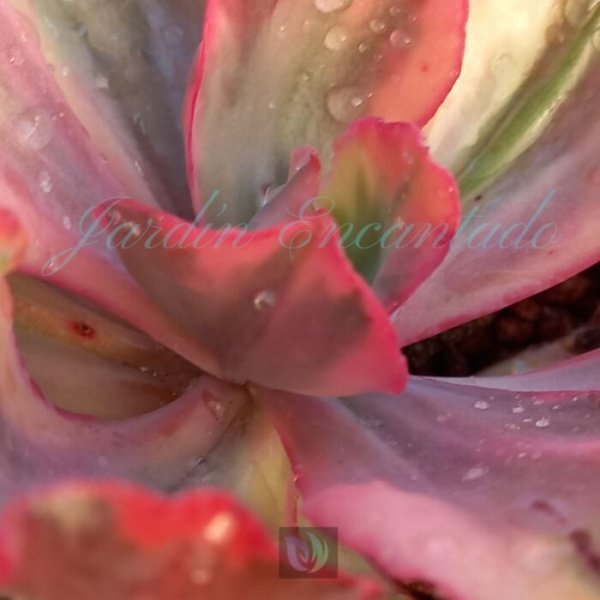 FLAMINGO VARIEGADA - Image 4