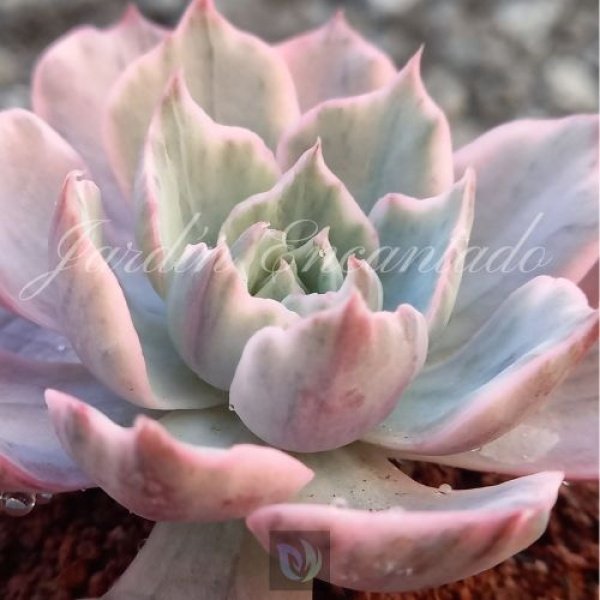 HERA VARIEGADA - Image 4