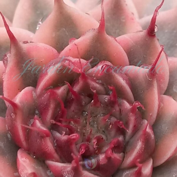 GV SILVER STAR VARIEGADA - Image 4