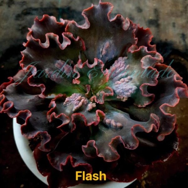 FLASH - Image 5