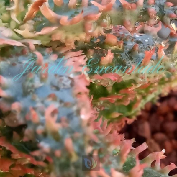 ALOE - 75 - - Image 5