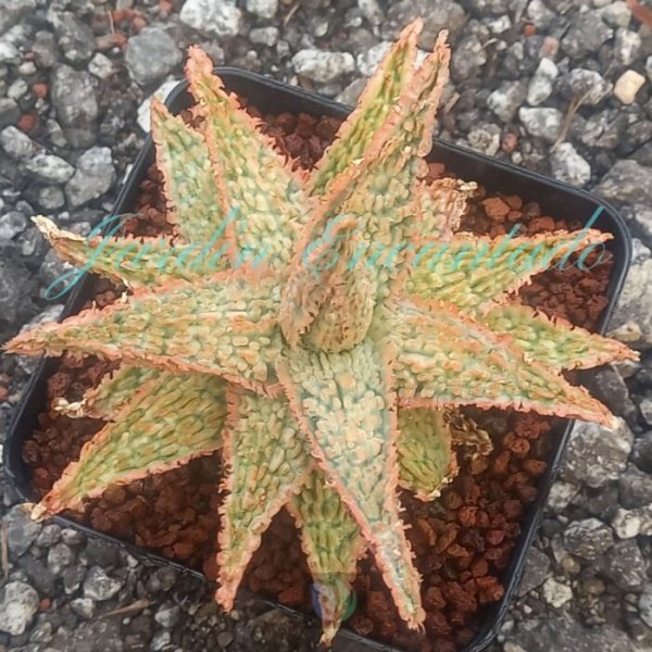 ALOE - 64 -