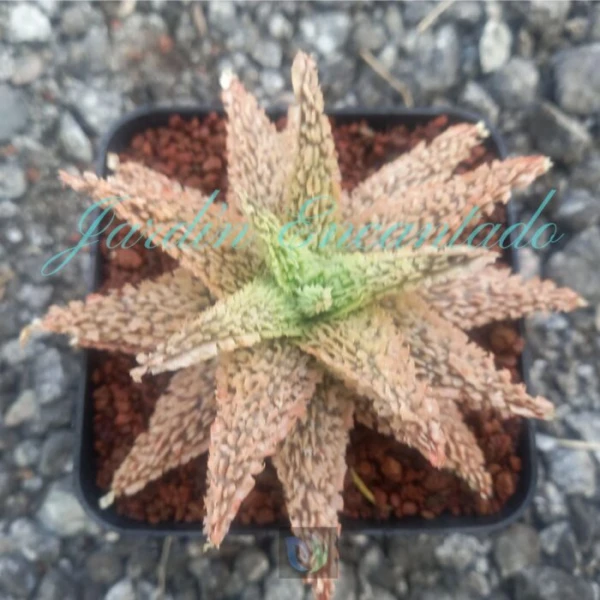 ALOE - 236 -