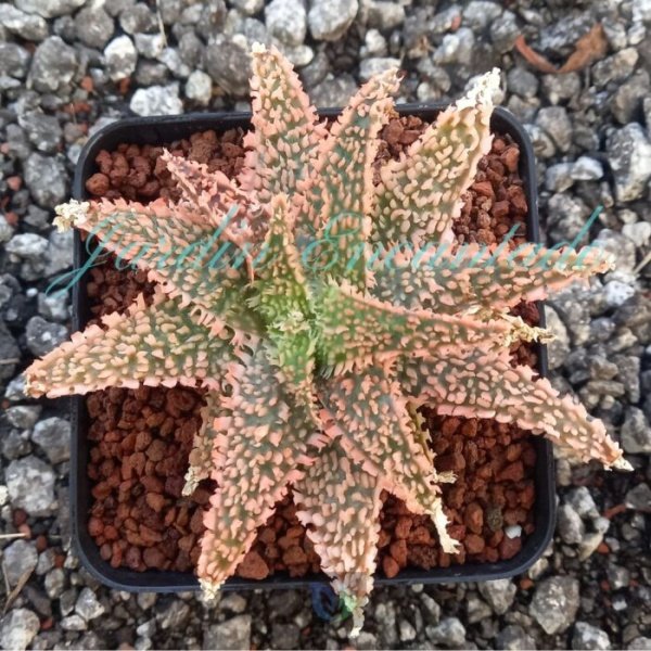 ALOE - 88 -