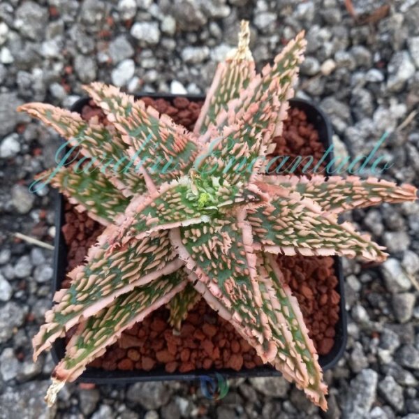 ALOE - 128 -