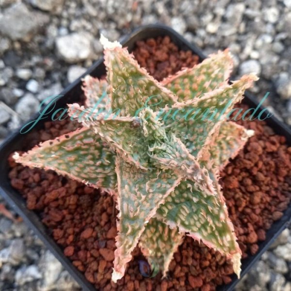 ALOE -149 -