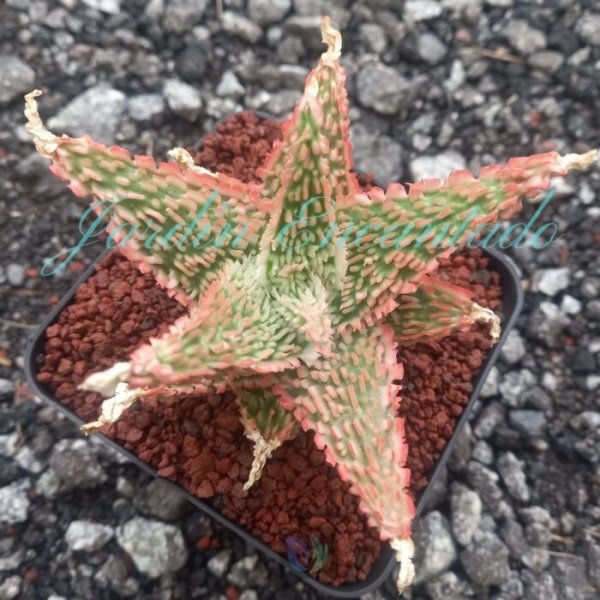 ALOE -181 -
