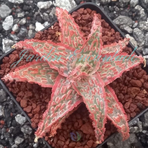 ALOE - 92 -
