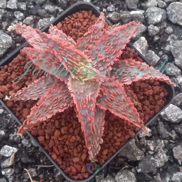 ALOE - 100 -