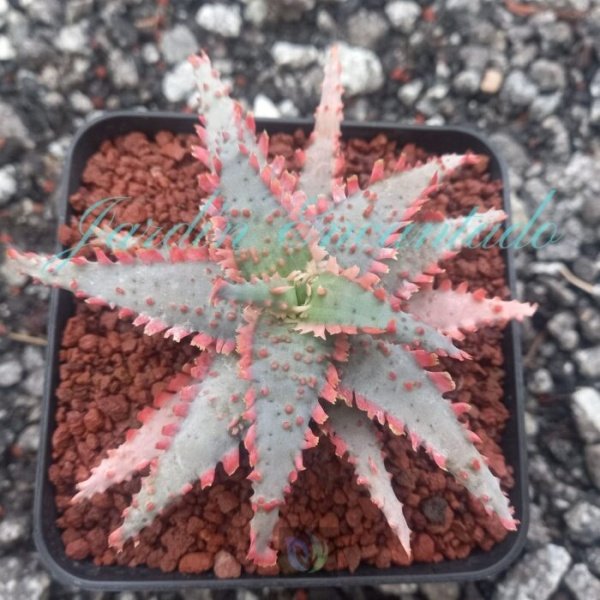ALOE - 115 -