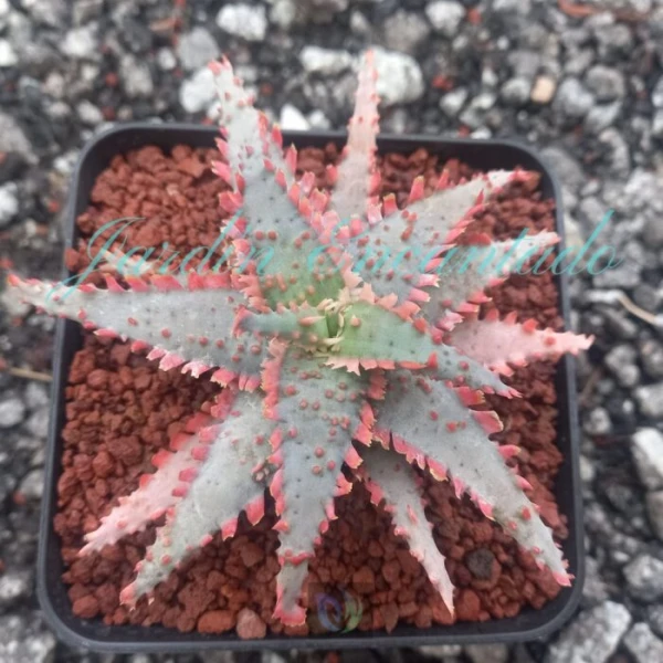 ALOE - 115 -