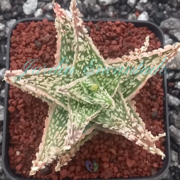 ALOE -126 -