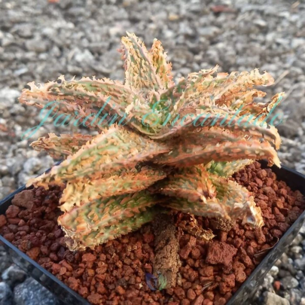 ALOE - 58 -