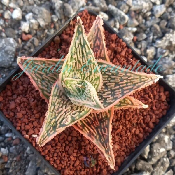 ALOE - 85 -