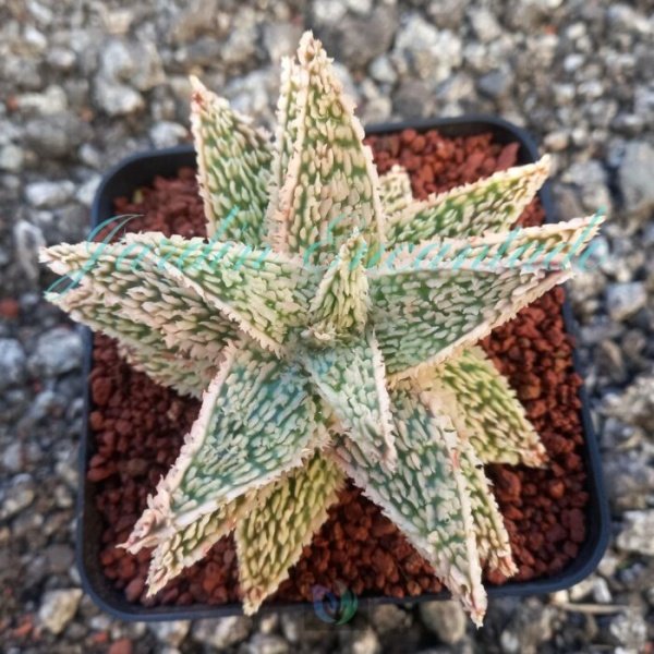 ALOE - 233-