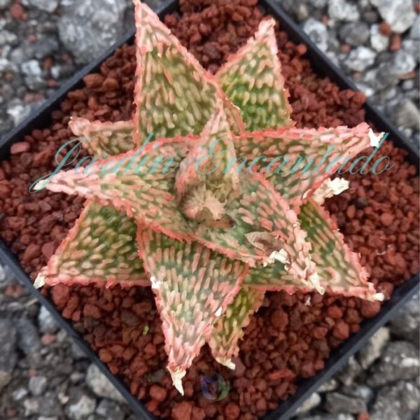 ALOE-133-
