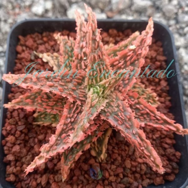 ALOE - 63 -