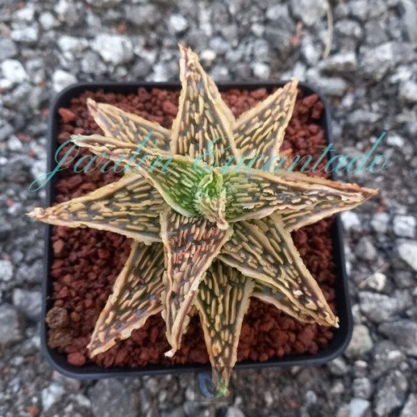 ALOE - 162 -